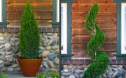 Spartan Juniper - 6 Pack Of 1 Gallon Pots 13 Spartan Juniper - 6 Pack Of 1 Gallon Pots -Outlet Drip Mingle Store juniper20spartan202 1