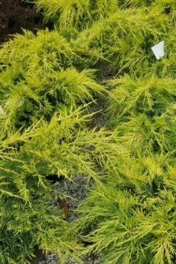 Gold Lace Juniper - 1 Gallon Pot -Outlet Drip Mingle Store juniperus chinensis gold lace juniper 2