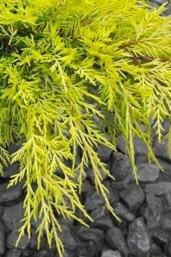 Gold Lace Juniper - 1 Gallon Pot -Outlet Drip Mingle Store juniperus chinensis gold lace juniper 3
