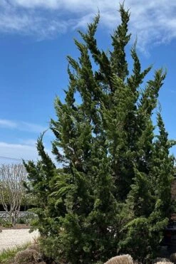 Kaizuka Twisted Juniper - 1 Gallon Pot -Outlet Drip Mingle Store juniperus chinensis kaizuka twisted juniper 5 1