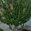 Kaizuka Twisted Juniper - 3 Gallon Pot 2 Kaizuka Twisted Juniper - 3 Gallon Pot -Outlet Drip Mingle Store juniperus chinensis kaizuka twisted juniper 7