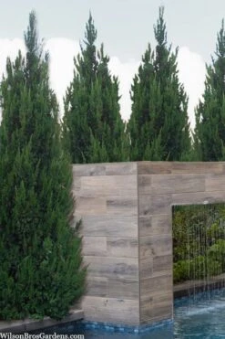 Spartan Juniper - 6 Pack Of 1 Gallon Pots 12 Spartan Juniper - 6 Pack Of 1 Gallon Pots -Outlet Drip Mingle Store juniperus chinensis spartan columnar juniper 20 1