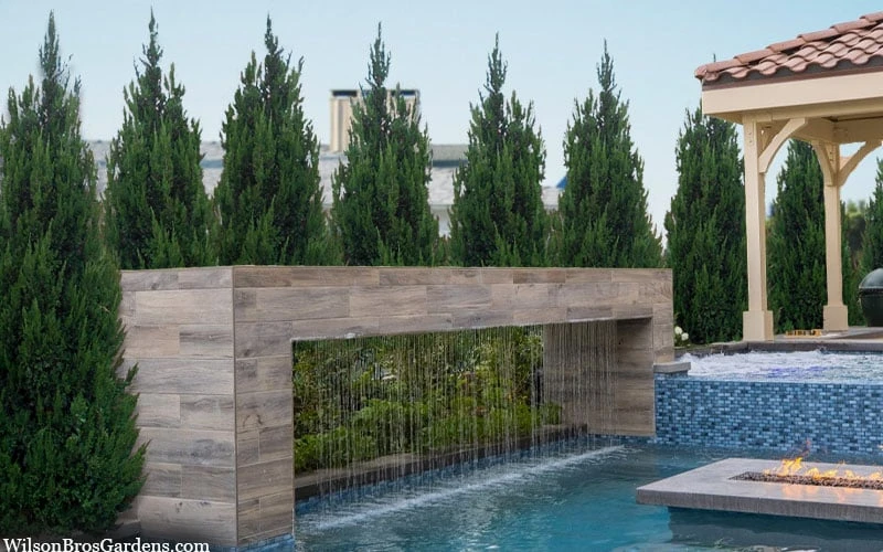 Spartan Juniper - 6 Pack Of 1 Gallon Pots 6 Spartan Juniper - 6 Pack Of 1 Gallon Pots - Image 4