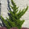 Hollywood Torulosa Juniper - 1 Gallon Pot -Outlet Drip Mingle Store juniperus chinensis torulosa hollywood 100 3