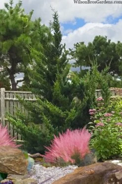 Hollywood Torulosa Juniper - 3 Gallon Pot -Outlet Drip Mingle Store juniperus chinensis torulosa hollywood 101 4