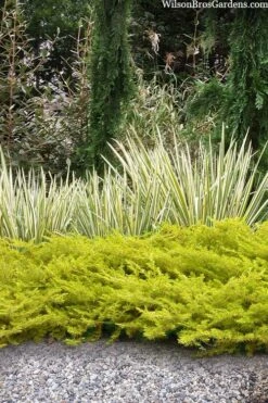 All Gold Golden Pacific Juniper - 6 Pack Of 1 Gallon Pots 17 All Gold Golden Pacific Juniper - 6 Pack Of 1 Gallon Pots -Outlet Drip Mingle Store juniperus conferta all gold pacific shore juniper 20