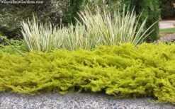 All Gold Golden Pacific Juniper - 1 Gallon Pot -Outlet Drip Mingle Store juniperus conferta all gold pacific shore juniper 21 1