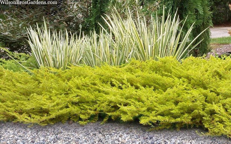 All Gold Golden Pacific Juniper - 6 Pack Of 1 Gallon Pots 6 All Gold Golden Pacific Juniper - 6 Pack Of 1 Gallon Pots - Image 4