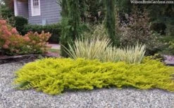 All Gold Golden Pacific Juniper - 6 Pack Of 1 Gallon Pots 14 All Gold Golden Pacific Juniper - 6 Pack Of 1 Gallon Pots -Outlet Drip Mingle Store juniperus conferta all gold pacific shore juniper 22 2