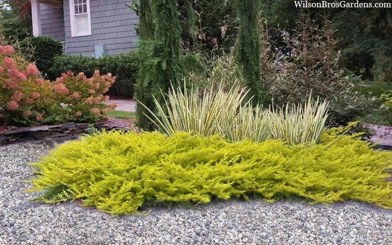 All Gold Golden Pacific Juniper - 6 Pack Of 1 Gallon Pots 7 All Gold Golden Pacific Juniper - 6 Pack Of 1 Gallon Pots - Image 5