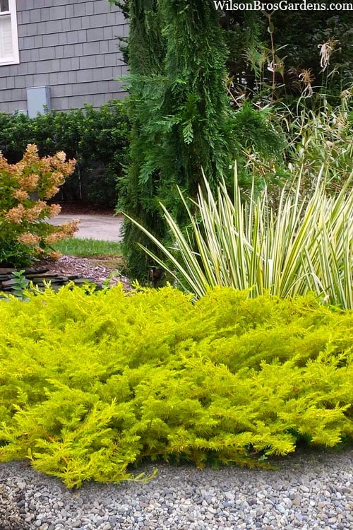 All Gold Golden Pacific Juniper - 6 Pack Of 1 Gallon Pots 3 All Gold Golden Pacific Juniper - 6 Pack Of 1 Gallon Pots