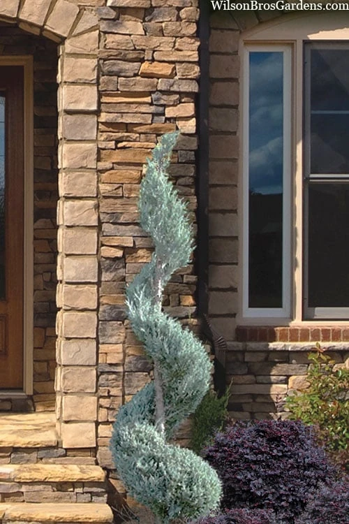 Moonglow Juniper Spiral Topiary - 5 Gallon Pot 3 Moonglow Juniper Spiral Topiary - 5 Gallon Pot