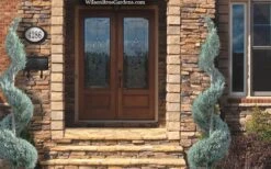 Moonglow Juniper Spiral Topiary - 5 Gallon Pot 9 Moonglow Juniper Spiral Topiary - 5 Gallon Pot -Outlet Drip Mingle Store juniperus scopulorum moonglow juniper spiral topiary 6