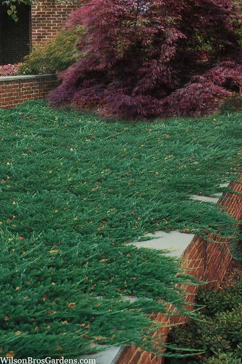 Blue Rug Juniper - 6-Pack Of 1 Gallon Pots 3 Blue Rug Juniper - 6-Pack Of 1 Gallon Pots