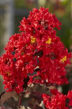 Black Diamond Best Red Crape Myrtle (Single Trunk Tree) - 7 Gallon Pot -Outlet Drip Mingle Store lagerstroemia black diamond best red crape myrtle tree 2 1