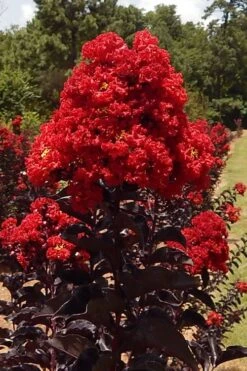 Black Diamond Best Red Crape Myrtle (Single Trunk Tree) - 7 Gallon Pot -Outlet Drip Mingle Store lagerstroemia black diamond best red crape myrtle tree 3 1