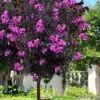 Black Diamond 'Purely Purple' Crape Myrtle Tree (Single Trunk) - 7 Gallon Pot -Outlet Drip Mingle Store lagerstroemia black diamond purely purple crape myrtle tree 2