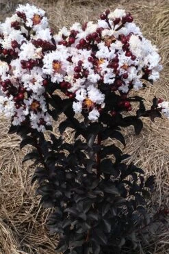 Ebony Glow Crape Myrtle - 3 Gallon Pot 11 Ebony Glow Crape Myrtle - 3 Gallon Pot -Outlet Drip Mingle Store lagerstroemia ebony glow crape myrtle 2