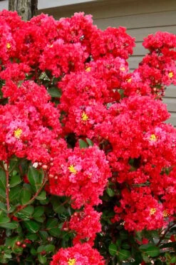 Enduring Summer Red Crape Myrtle Tree (Single Trunk) - 7 Gallon Pot -Outlet Drip Mingle Store lagerstroemia enduring summer red crape myrtle single trunk tree 1