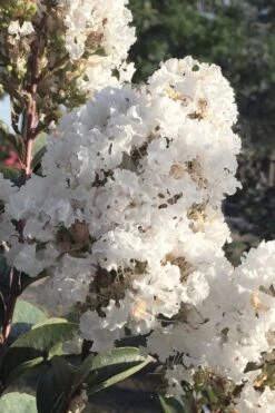 Enduring Summer 'White' Crape Myrtle - 3 Gallon Pot -Outlet Drip Mingle Store lagerstroemia enduring summer white dwarf crape20myrtle 1