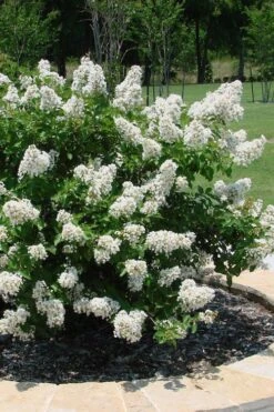Enduring Summer 'White' Crape Myrtle - 3 Gallon Pot -Outlet Drip Mingle Store lagerstroemia enduring summer white dwarf crape20myrtle 4