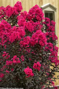 Black Diamond 'Mystic Magenta' Crape Myrtle - 3 Gallon Pot -Outlet Drip Mingle Store lagerstroemia indica black diamond mystic magenta crape myrtle 1 2