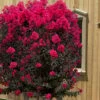 Black Diamond 'Mystic Magenta' Crape Myrtle - 3 Gallon Pot