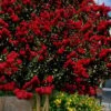 Dynamite Red Crape Myrtle - 7 Gallon Pot (3-4') -Outlet Drip Mingle Store lagerstroemia indica dynamite 201 1