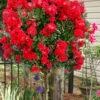 Enduring Summer Red Crape Myrtle Tree (Single Trunk) - 7 Gallon Pot -Outlet Drip Mingle Store lagerstroemia indica enduring summer red crape myrtle single trunk tree 103