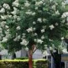 Natchez White Crape Myrtle Tree (Single Trunk) - 5 Gallon Pot -Outlet Drip Mingle Store lagerstroemia indica natchez crape myrtle standard single trunk 2