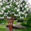 Natchez White Crape Myrtle (Multi Trunk) - 7 Gallon Pot (3-4')