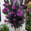 Black Diamond 'Purely Purple' Crape Myrtle Tree (Multi Trunk) - 7 Gallon Pot -Outlet Drip Mingle Store lagerstroemia indica purely purple black diamond crape myrtle 2 2