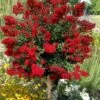 Red Rooster Crape Myrtle Tree (Single Trunk) - 3 Gallon Pot -Outlet Drip Mingle Store lagerstroemia indica red rooster crape myrtle single trunk tree 1