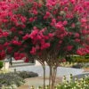 Tuscarora Watermelon Red Crape Myrtle - 7 Gallon Pot (4-5') -Outlet Drip Mingle Store lagerstroemia indica tuscarora 101