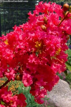 Tuscarora Watermelon Red Crape Myrtle - 6 Pack Of 1 Gallon Pots -Outlet Drip Mingle Store lagerstroemia indica tuscarora 102 1