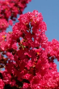 Tuskegee Crape Myrtle - 1 Gallon Pot -Outlet Drip Mingle Store lagerstroemia indica tuskeegee crape myrtle tree 1
