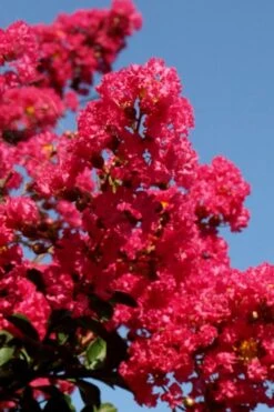 Tuskegee Crape Myrtle - 1 Gallon Pot -Outlet Drip Mingle Store lagerstroemia indica tuskeegee crape myrtle tree 2