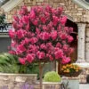 Twilight Magic Crape Myrtle Tree (Single Trunk) - 5 Gallon Pot -Outlet Drip Mingle Store lagerstroemia indica twilight magic crape myrtle single trunk 3