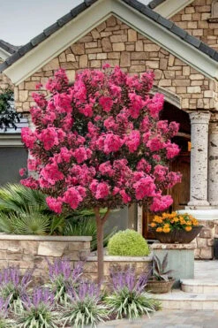 Twilight Magic Crape Myrtle Tree (Single Trunk) - 5 Gallon Pot