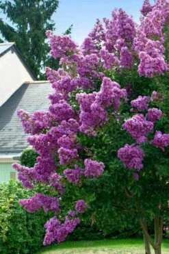 Twilight Purple Crape Myrtle - 3 Gallon Pot 12 Twilight Purple Crape Myrtle - 3 Gallon Pot -Outlet Drip Mingle Store lagerstroemia indica twilight purple crape myrtle tree 1 6