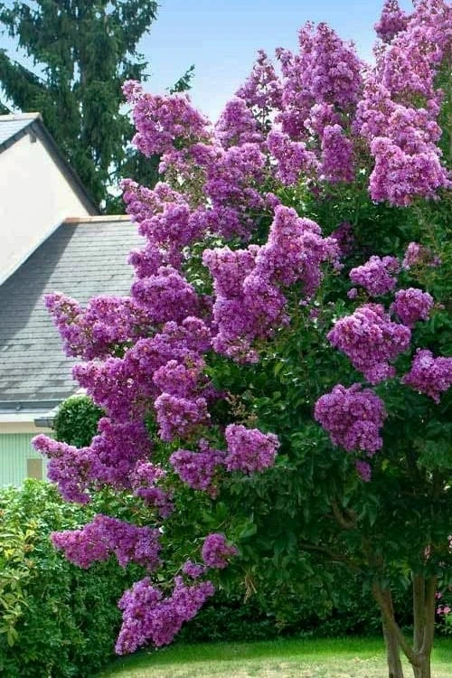 Twilight Purple Crape Myrtle - 3 Gallon Pot 6 Twilight Purple Crape Myrtle - 3 Gallon Pot - Image 4