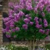 Twilight Purple Crape Myrtle - 5 Gallon Pot -Outlet Drip Mingle Store lagerstroemia indica twilight purple crape myrtle tree 101 2