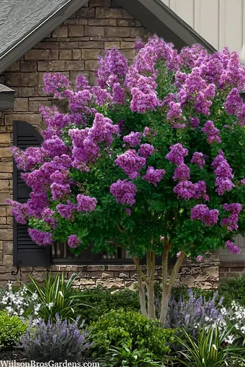 Twilight Purple Crape Myrtle - 3 Gallon Pot 3 Twilight Purple Crape Myrtle - 3 Gallon Pot