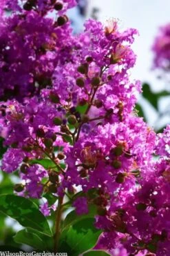 Twilight Purple Crape Myrtle - 7 Gallon Pot (5-6') -Outlet Drip Mingle Store lagerstroemia indica twilight purple crape myrtle tree 102 1