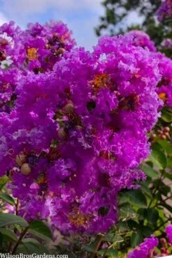 Twilight Purple Crape Myrtle - 5 Gallon Pot -Outlet Drip Mingle Store lagerstroemia indica twilight purple crape myrtle tree 103 3