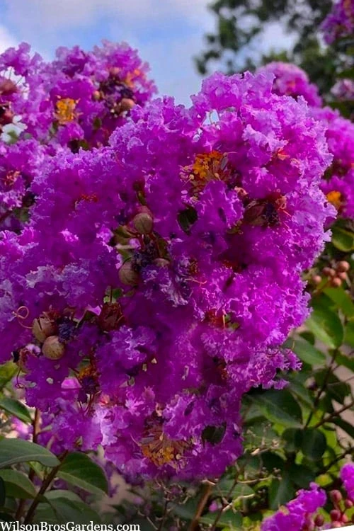 Twilight Purple Crape Myrtle - 3 Gallon Pot 7 Twilight Purple Crape Myrtle - 3 Gallon Pot - Image 5