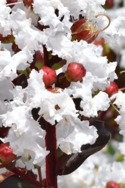 Lunar Magic Crape Myrtle Tree (Multi Trunk) - 3 Gallon Pot -Outlet Drip Mingle Store lagerstroemia lunar magic single trunk white crape myrtle tree 2 1