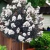 Lunar Magic Crape Myrtle Tree (Single Trunk) - 7 Gallon Pot (5-6') 2 Lunar Magic Crape Myrtle Tree (Single Trunk) - 7 Gallon Pot (5-6') -Outlet Drip Mingle Store lagerstroemia lunar magic single trunk white crape myrtle tree 5