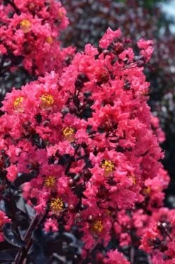 Midnight Magic Crape Myrtle (Multi Trunk) - 7 Gallon Pot -Outlet Drip Mingle Store lagerstroemia midnight magic crape myrtle 11