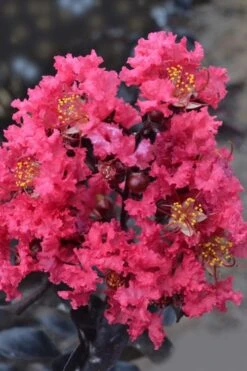 Midnight Magic Crape Myrtle (Multi Trunk) - 7 Gallon Pot -Outlet Drip Mingle Store lagerstroemia midnight magic crape myrtle 12